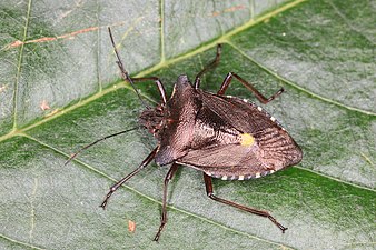 Ploșnița de pădure (Pentatoma rufipes)