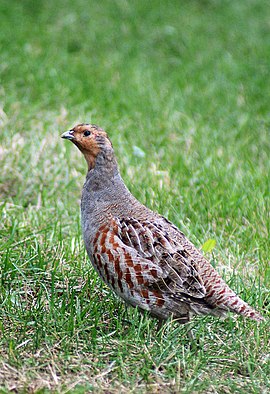 Grysde patryze (Perdix perdix )