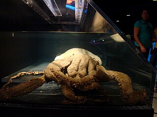 #240 (?/2/1980) Since 2009, the Plum Island specimen has been on loan to the Georgia Aquarium in Atlanta, where it is on display in the Cold Water Quest Gallery