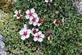 Mochna Potentilla nitida . VZ