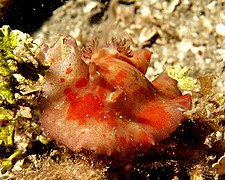 Platydoris cinereobranchiata