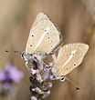 Polyommatus ripartii