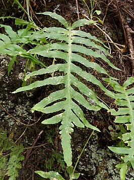 Polypodium macaronesicum