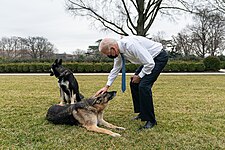 President Biden playing with Champ and Major in the White House Rose Garden in January 2021.