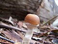 Psilocybe.subaeruginosa.3.jpg