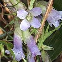 花冠は4裂し、副片がない