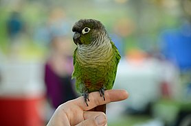 A green-cheeked conure perched on someone's finger