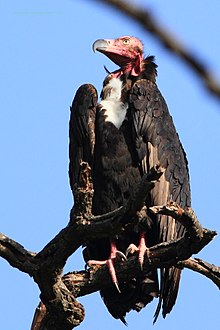 Red-headed Vulture Adult Male Bandhavgrah National Park 16042013.jpg