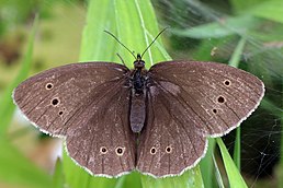 Очняк квітковий (Aphantopus hyperantus)