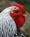 Rooster head shot.jpg