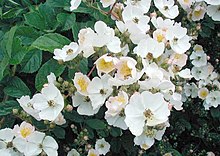 Rosa-multiflora2.jpg