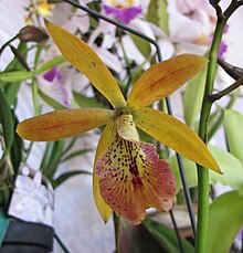 Fotografía de una flor de Rothara, híbrido de orquídea