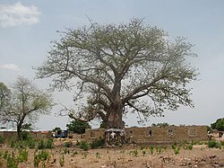 Salaga slave tree