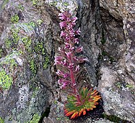 La saxifrage à nombreuses fleurs.