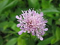 Scabiosa nitens (Flower).jpg