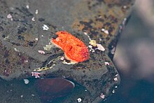 This bright orange-red sea cucumber is 2 centimeters long, with light orange papillae spread across its dorsal surface. The papillae on its posterior are holding a flat square pebble on top. It was found near the bottom of a tide pool clinging to a rock or possibly walking with hundreds of tube feet poking out from the entire perimeter of its mantel. It is also holding a square but flat pebble on its right rear. Its feeding tentacles are contracted in a light red circle on its head.