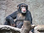 Gemeiner Schimpanse im Zoo Leipzig