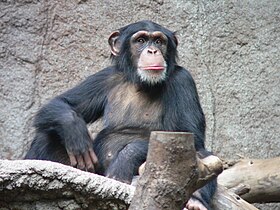 Chimpanzé-comum (Pan troglodytes)