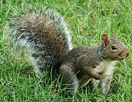 Pilkoji voverė (Sciurus carolinensis)