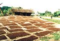 Séchage de clous de girofle à Pemba près de Zanzibar. Le clou de girofle cultivé dans des plantations esclavagistes contribua à la fortune de l'ancien sultanat de Mascate et Oman et avec le gingembre à la réputation de Zanzibar.