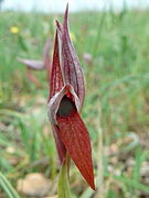 Serapias strictiflora