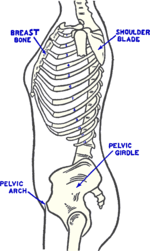 Side View Skeletal Frame