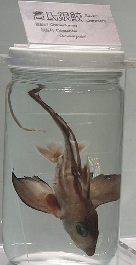 Chimaera jordani