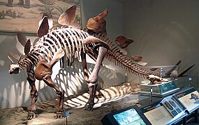 Stegosaurus skeleton