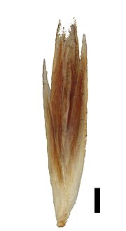 Spikelet (black scale bar represents 1 mm)