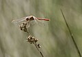 (4) Sympetrum sp., Sicily