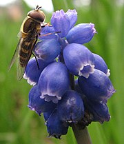 A Syrphid fly on a Grape hyacinth