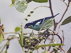 Description de l'image Tangara cyanotis - Blue-browed Tanager (cropped).jpg.