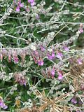 Miniatura per Teucrium marum