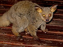 Thick-tailed_Bushbaby_(Otolemur_crassicaudatus)_(11965172875)