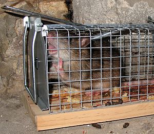 Rat trapped in a live-catch cage rat trap