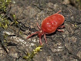 Trombidium holosericeum