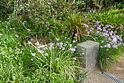 Tulbaghia violacea