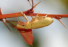 weevil beetle