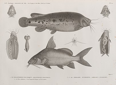 1. Электрический сом (Malapterurus electricus); 2. Внутренние органы брюшной полости, 3. Туловище и скелет, 4. Плавательный пузырь; 5.6. Сомик расписной (Pimelodus synodontus)