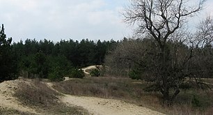 Водянський ліс