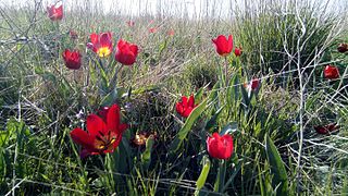 Tulipes.