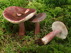 Kelē bērzlape (Russula queletii)