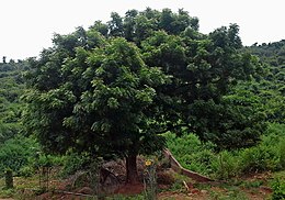 Az Indira Gandhi Zoológiai Parkban (Visákhapatnam, India)