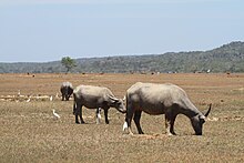 Water buffalo in Lautém