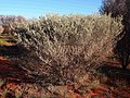 Acacia minyura habit.jpg