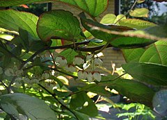 Actinidia kolomikta