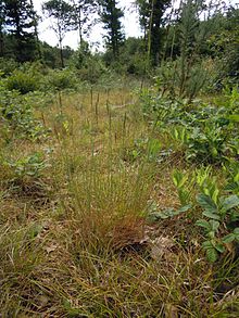 Agrostis vinealis plant.jpg