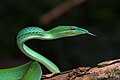 Image 21 Ahaetulla prasina Asian vine snake Ahaetulla prasina. This snake has a wide distribution in Asia. It feeds on small reptiles and amphibians, particularly lizards and tree frogs. Adults may attain 1.8 m (6 feet) in total length, with a tail 0.6 m (2 feet) long. Its appearance is very much like those of South American vine snakes. It is a rear-fanged species and is mildly venomous but is not considered a threat to humans. More selected pictures