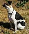 American Rat Terrier