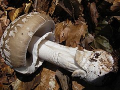 Amanita excelsa